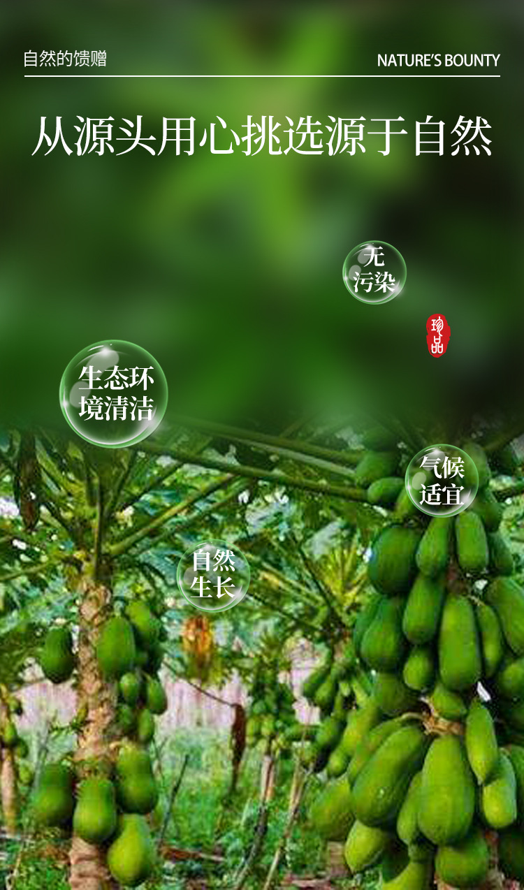 中華藥都珍品 干木瓜絲初級(jí)農(nóng)產(chǎn)品的選購與價(jià)值