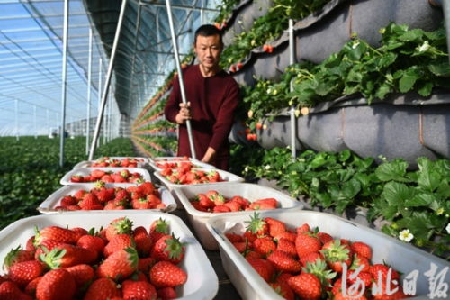 秦皇島 筑就京津優質農產品“后花園”